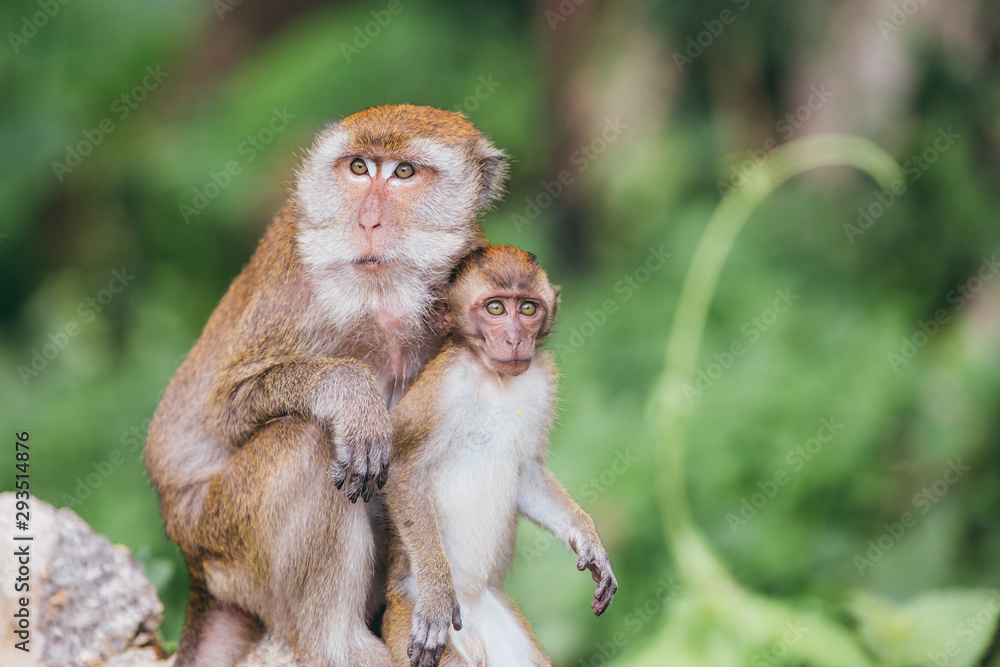 Macaque family in the jungle, in Thailand. Macaque family in the jungle, in Thailand.