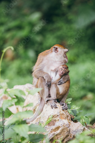 Fototapeta Naklejka Na Ścianę i Meble -  Macaque family in the jungle, in Thailand.
