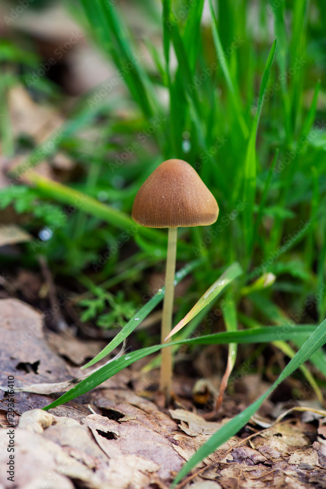 group of wild mushrooms, macro wild mushrooms, brown skinny mushrooms in the forest, mushrooms on the forest floor group of wild mushrooms, macro wild mushrooms, brown skinny mushrooms in the forest, mushrooms on the forest floor