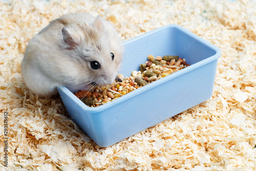 Dwarf furry hamster eats food next to feeder on sawdust background ...