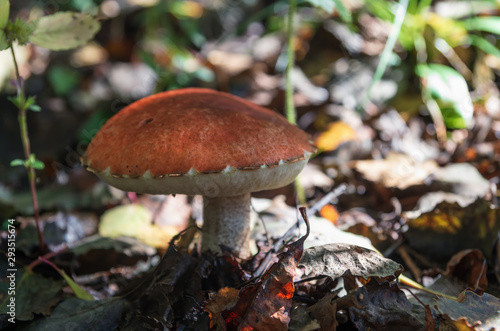 Big edible mushroom Leccinum in the deciduous forest