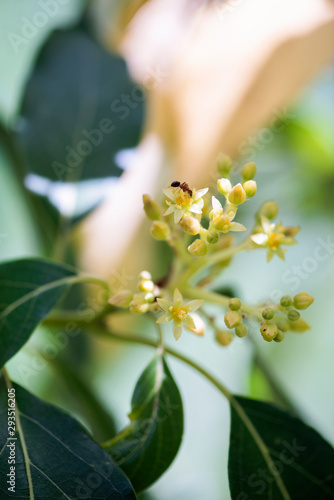 mexicola avocado tree set with buds and flowers in springtime, green leaves and yellow flowers, buds of avocado tree, blossoming fruit tree with pollinating ant, tree setting fruit in spring photo