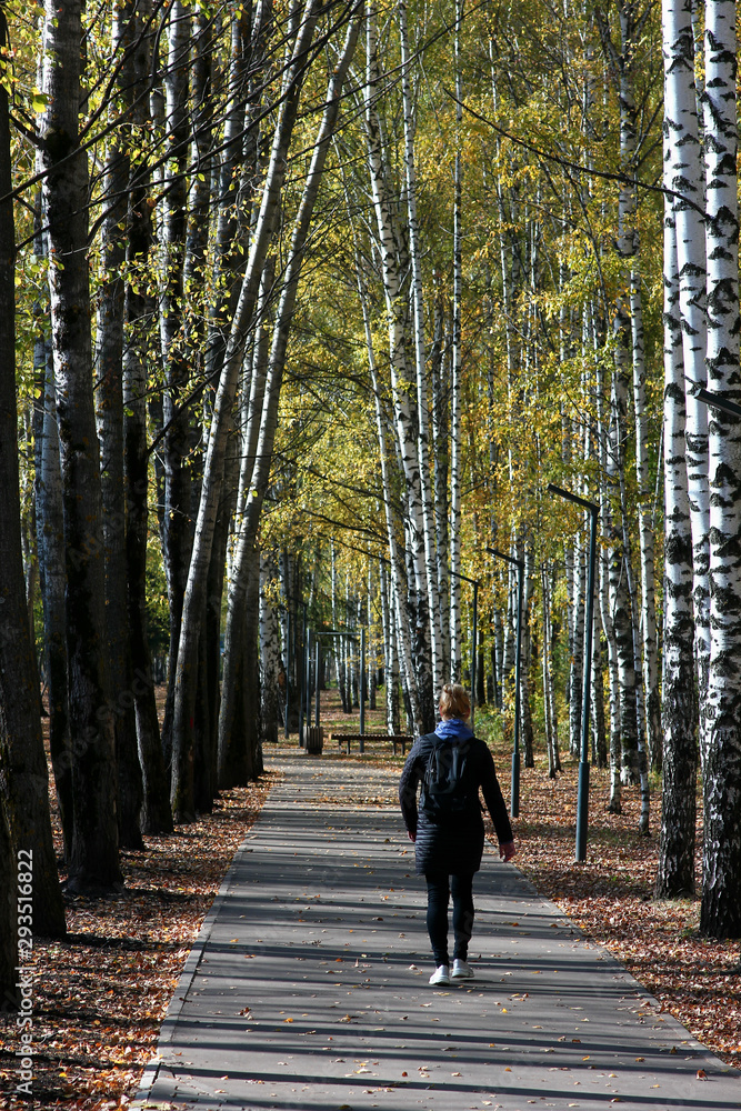 alley in the autumn park with birches