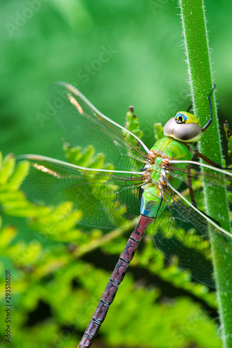large colorful dragonfly on stem of fresh green fern, macro close up of beautiful summer dragonfly