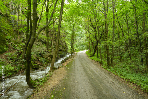 Old path in deep forest of Zadielska Gorge in Slovakia