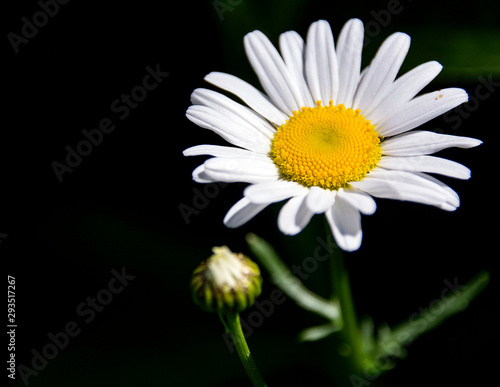 Daisy close up black background