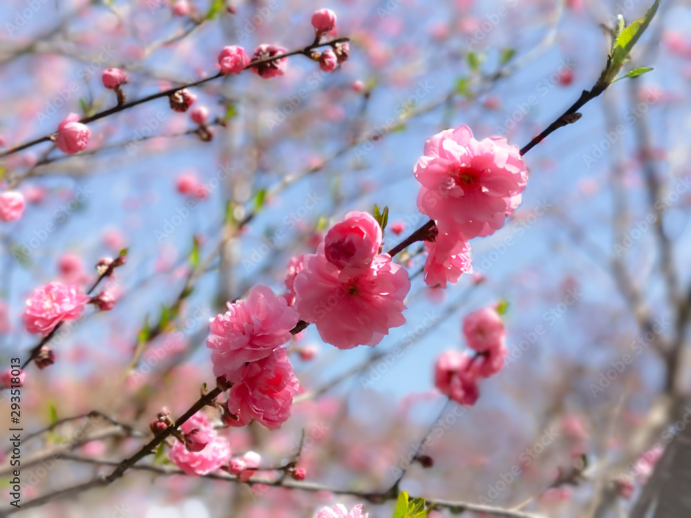 Closeup nature view of pink sakura at spring under sunlight. Natural pink flower landscape using as background or wallpaper. Closeup nature view of pink sakura at spring under sunlight. Natural pink flower landscape using as background or wallpaper.