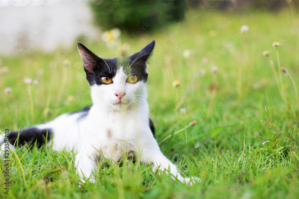 Black and white Thai cat lying down on green grass