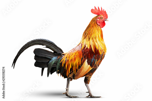 Obraz na plátně Colorful rooster isolated on white background with clipping path