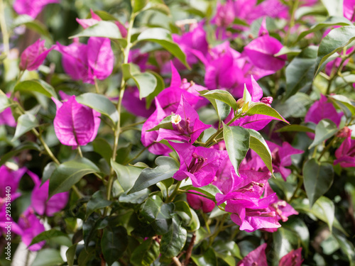 Bougainvillea spectabilis oder Drillingsblume