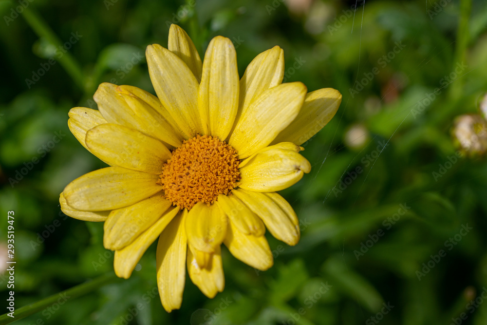 yellow flower on green background of grass yellow flower on green background of grass