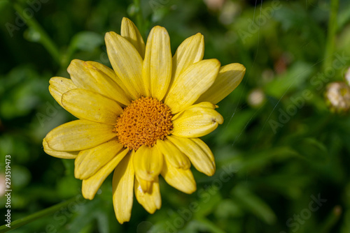 yellow flower on green background of grass