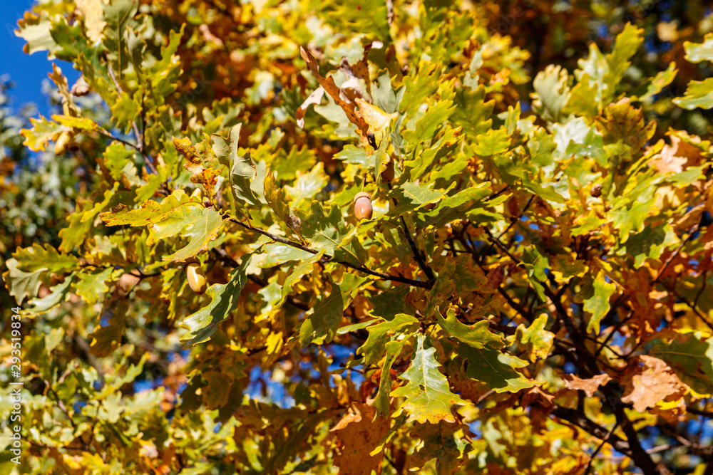 Colorful autumn oak leaves on the branch of oak tree in the forest Colorful autumn oak leaves on the branch of oak tree in the forest