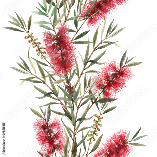 Watercolor australian callistemon seamless pattern