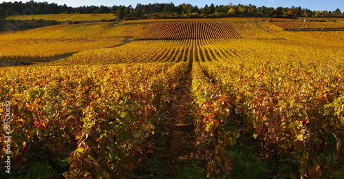 Vignes jaunes de bourgogne en automne à Beaune