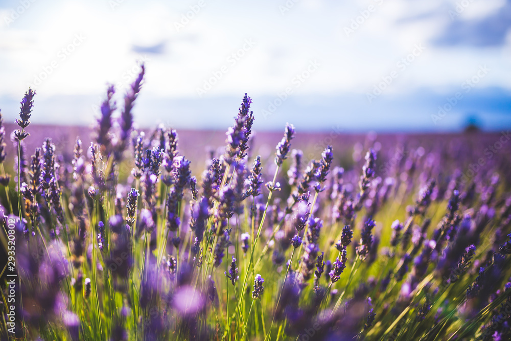 Fototapeta premium lavender flower on Selective focus landscape in Brihuega, Spain.