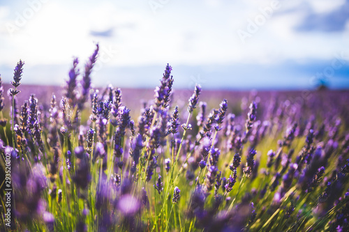 lavender flower on  Selective focus landscape in Brihuega  Spain.