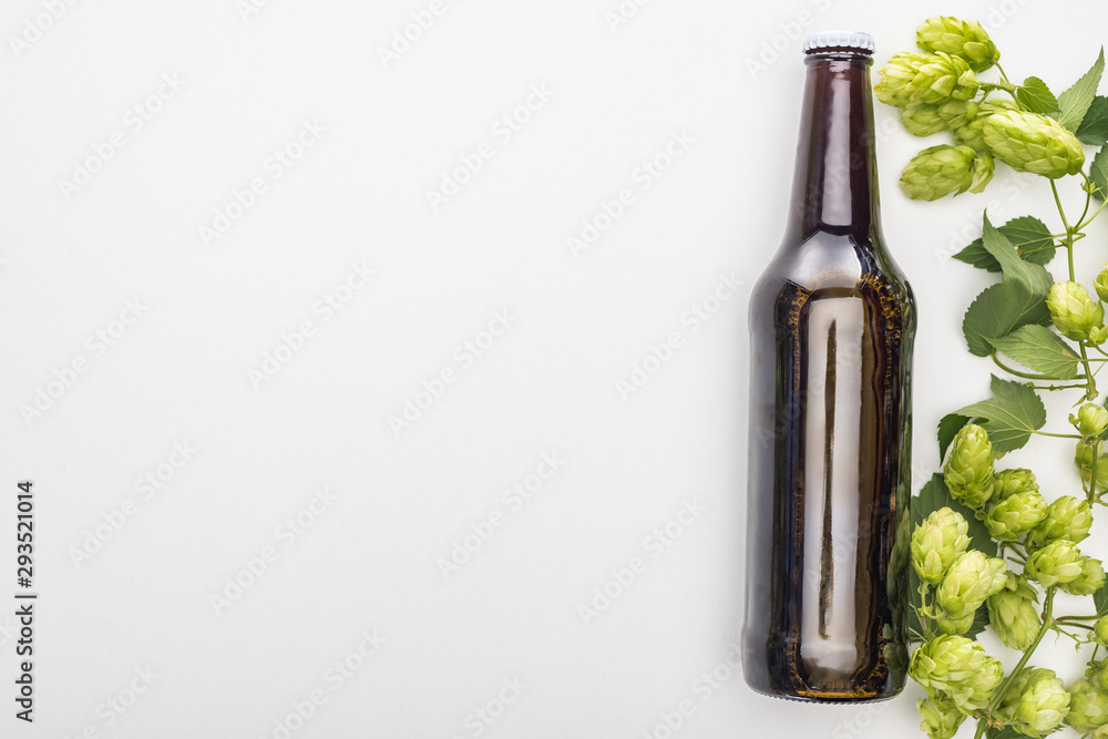 Obraz premium top view of fresh beer in bottle with green hop on white background