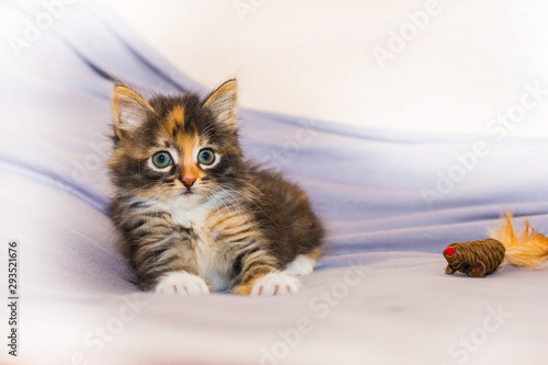 Fotografie cute kitten playing with toy on light background