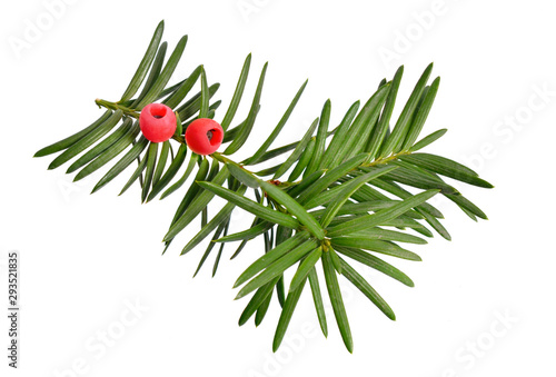 Taxus baccata known as yew, English yew or European yew. Isolated on white background photo