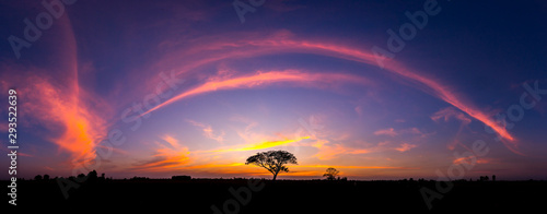 Panorama silhouette tree in africa with sunset.Tree silhouetted against a setting sun.Dark tree on open field dramatic sunrise.Typical african sunset with acacia trees in Masai Mara, Kenya