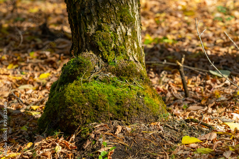 Green moss on a tree near the ground, autumn landscape. Green moss on a tree near the ground, autumn landscape.