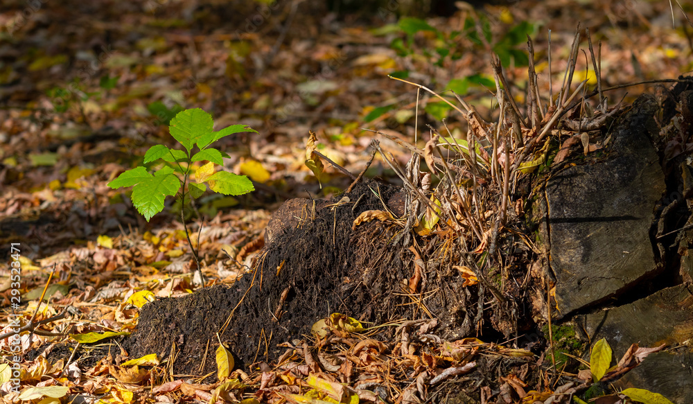 Old stump in the forest, autumn landscape. Old stump in the forest, autumn landscape.