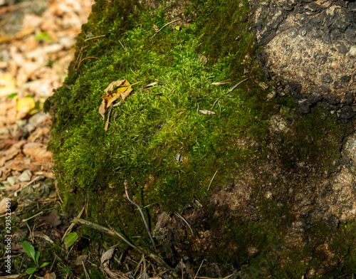 Green moss on a tree near the ground, autumn landscape.