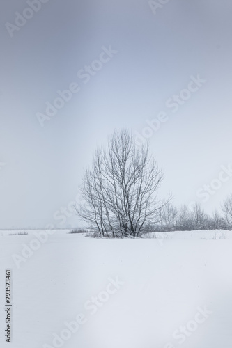 Croatia  01.2019. - One tree in the middle of snow covered field