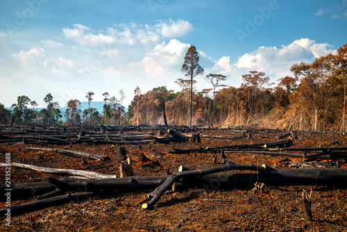 Wood cutting, burning wood, destroying the environment.Area of illegal deforestation of vegetation native to the Laos forest,ASIA. photo