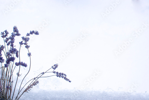 Bunch of cut lavender flowers on snow window for design a lot of copy space. © kajasja
