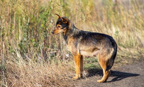 Dog dog on a village road in autumn.