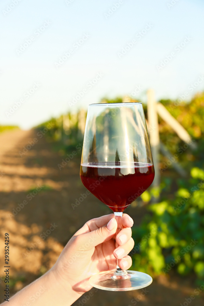 Woman with glass of tasty wine in vineyard