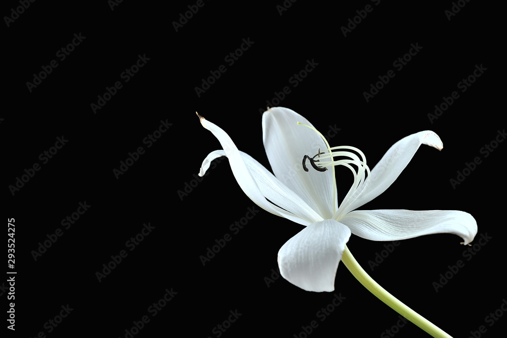 Crinum lily on the black