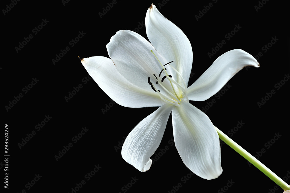 Fototapeta premium Crinum lily on the black