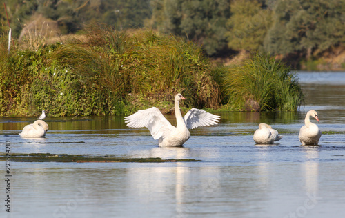 wild swans in the Loire valley