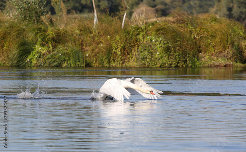 wild swans in the Loire valley