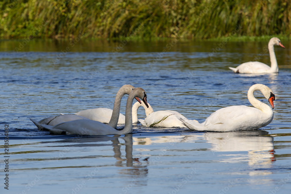Obraz premium wild swans in the Loire valley
