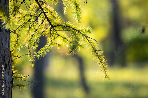 Autumn landscape, tree sky grass, sunny day. © Prikhodko