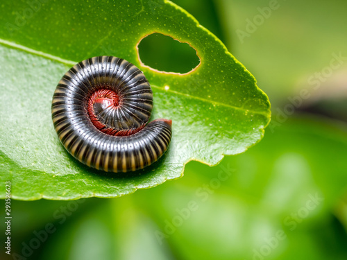 Millipedes curled into spiral on green leaves in Deep tropical forest of thailand .Millipedes are the names of many invertebrates. With a hard shell Long body divided into segments. photo