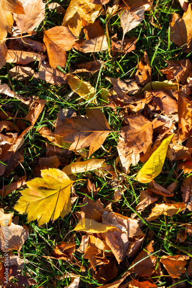 Yellow leaves in green grass, autumn landscape. Yellow leaves in green grass, autumn landscape.