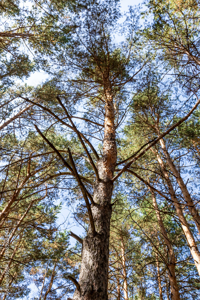 Pine forest in summer, view from the bottom to the sky. Pine forest in summer, view from the bottom to the sky.