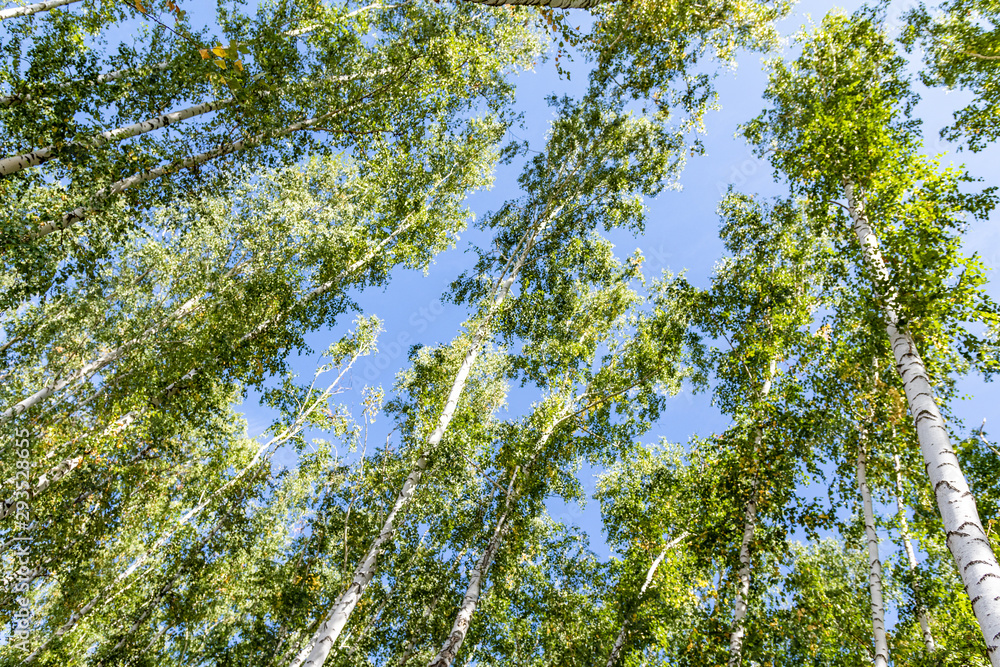 Green birch forest in the sky, summer nature landscape. Green birch forest in the sky, summer nature landscape.