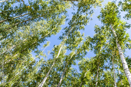 Green birch forest in the sky  summer nature landscape.