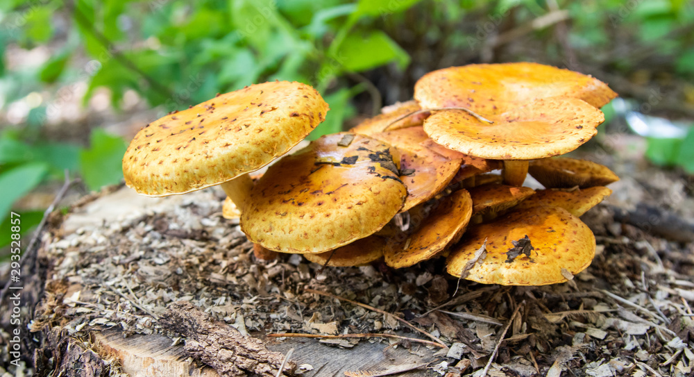 Autumn, mushrooms grow in the forest, close-up. Autumn, mushrooms grow in the forest, close-up.