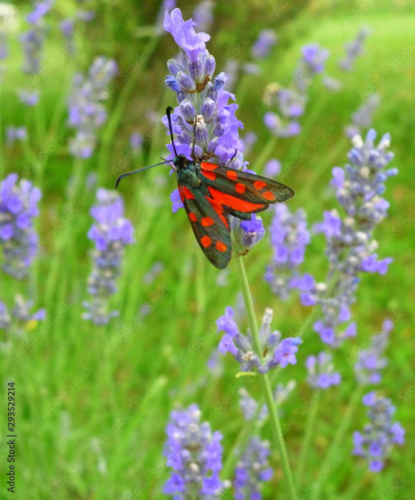 Un Papillon Rouge Et Noir Sur De La Lavande La Pollinisation Des un-papillon-rouge-et-noir-sur-de-la-lavande-la-pollinisation-des