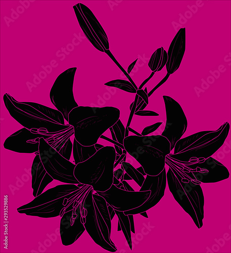 black lily flower with three blooms silhouette on pink