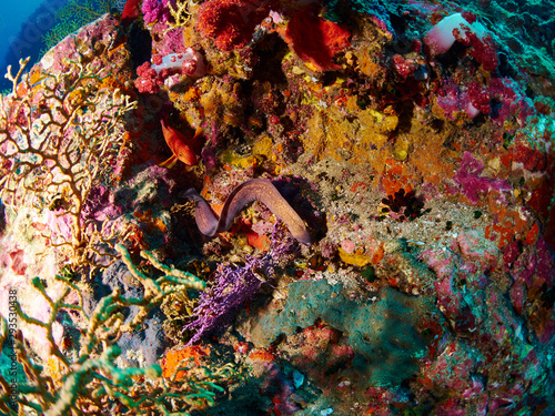 Greyface Moray and  Coral Grouper photo