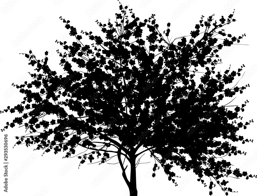 isolated blossoming black tree with large crown