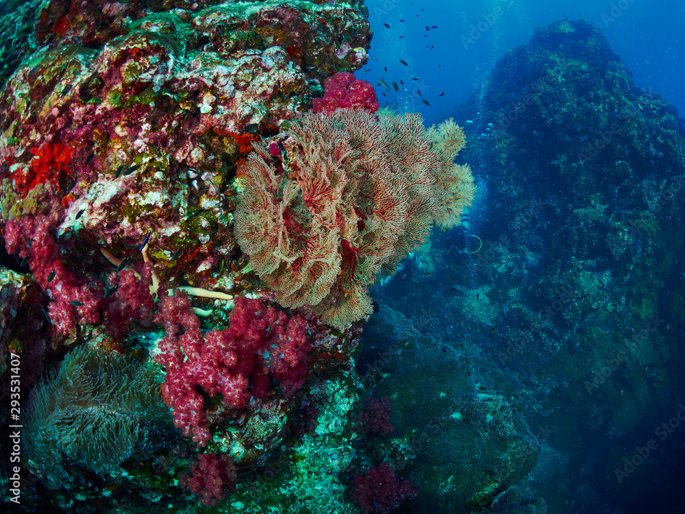 Fototapeta premium soft coral with diver